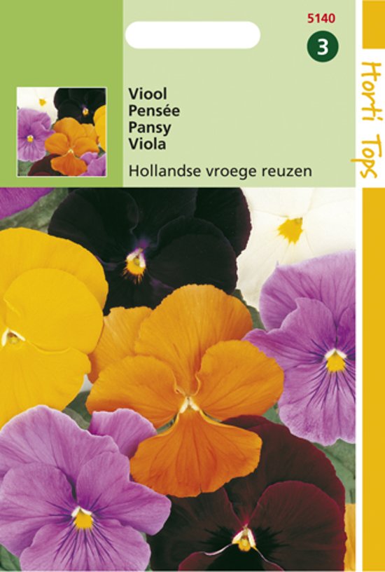 Veilchen Hollander Riesen (Viola wittrockiana) 320 Samen HT